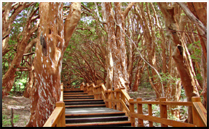 bosque-arrayanes Bosque de Arrayanes en Isla Visctoria.